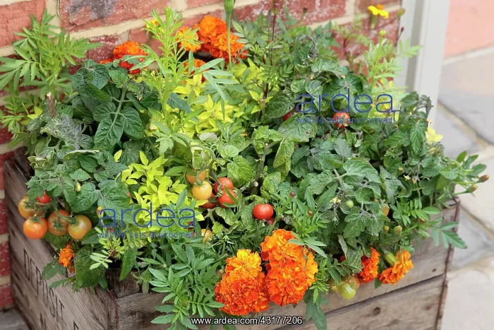 : Marigold, Tagetes erecta planted closely with tomato : Marigold, Tagetes erecta planted closely with tomato
