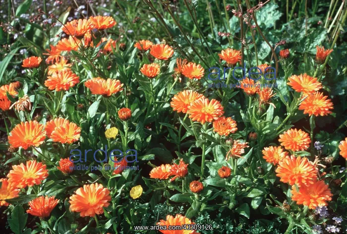 : MARIGOLDS : MARIGOLDS