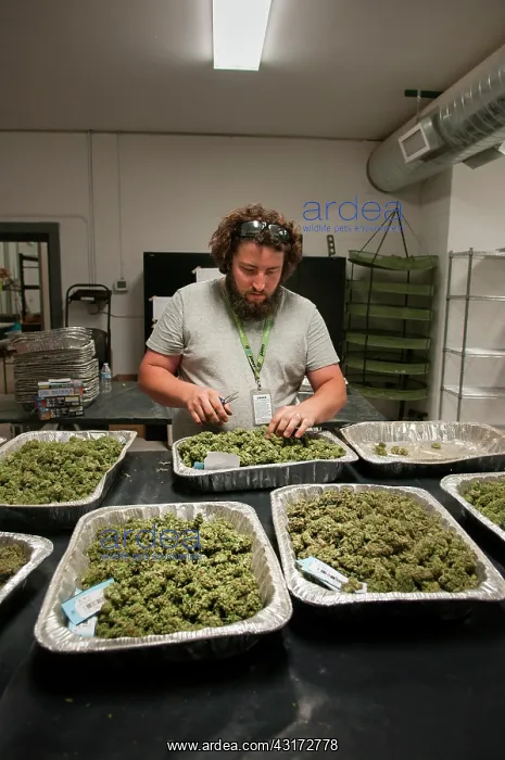 : Marijuana being dried and cured at commercial grow : Marijuana being dried and cured at commercial grow