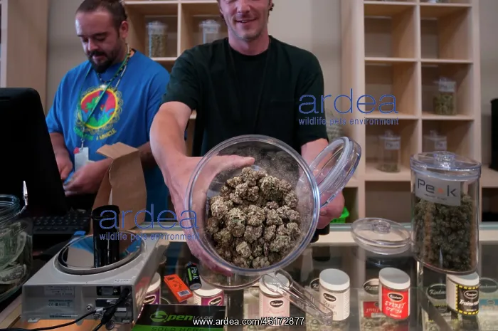 : Marijuana hybrid flowers on sale at marijuana dispensary : Marijuana hybrid flowers on sale at marijuana dispensary