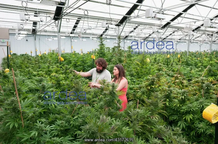 : Marijuana organic grow. Pueblo, CO : Marijuana organic grow. Pueblo, CO