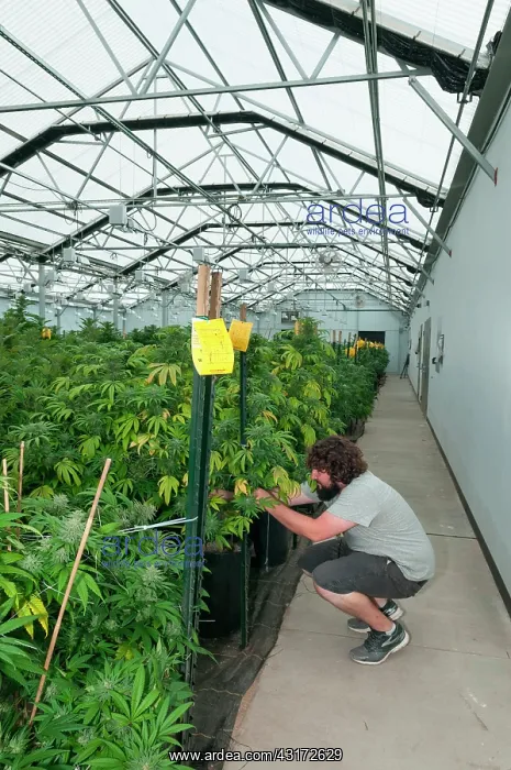 : Marijuana organic grow. Pueblo, CO : Marijuana organic grow. Pueblo, CO
