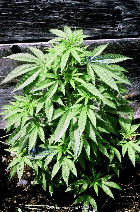 : Marijuana plant (Cannabis sativa) : Marijuana plant (Cannabis sativa)
