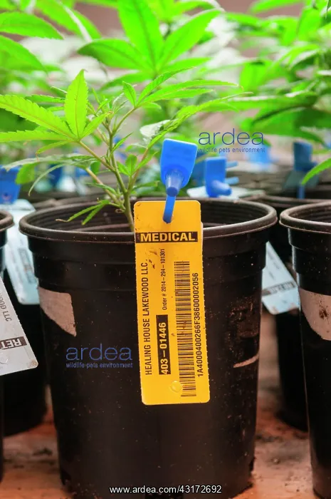 : Every marijuana plant is labeled and catalogued : Every marijuana plant is labeled and catalogued