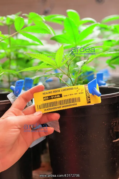 : Every marijuana plant is labeled and catalogued : Every marijuana plant is labeled and catalogued