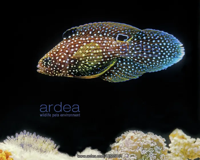 : Marine Betta / Comet Fish : Marine Betta / Comet Fish