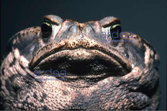 : Marine / Cane Toad - close up face : Marine / Cane Toad - close up face