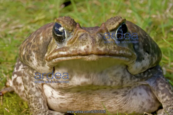 : Marine / Cane Toad - Native to South and Central America : Marine / Cane Toad - Native to South and Central America
