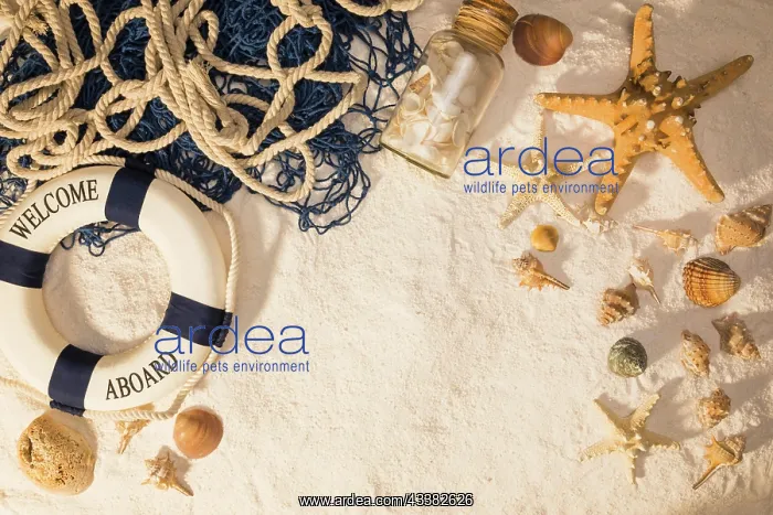 : Marine composition sand : Marine composition sand