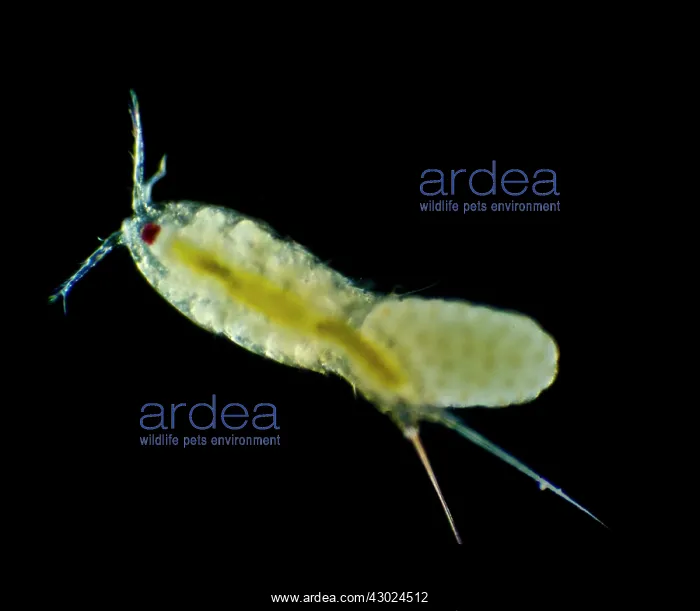 : Marine Copepod : Marine Copepod