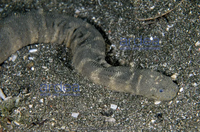 : Marine File Snake (Acrochordus granulatus), nocturnal : Marine File Snake (Acrochordus granulatus), nocturnal