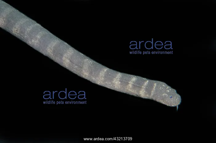 : Marine File Snake (Acrochordus granulatus), nocturnal : Marine File Snake (Acrochordus granulatus), nocturnal