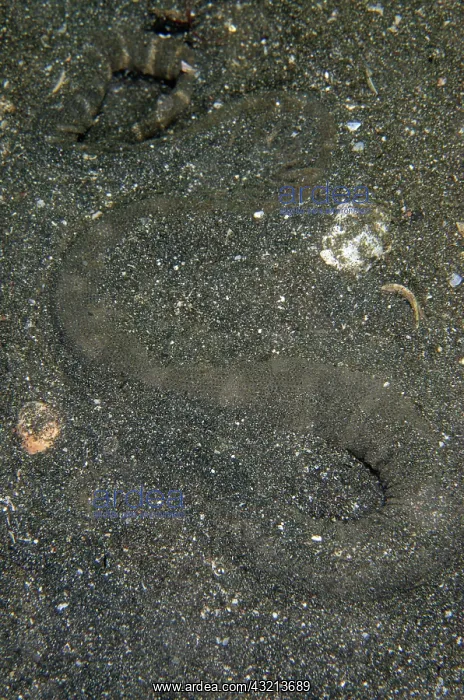 : Marine File Snake (Acrochordus granulatus) buried : Marine File Snake (Acrochordus granulatus) buried