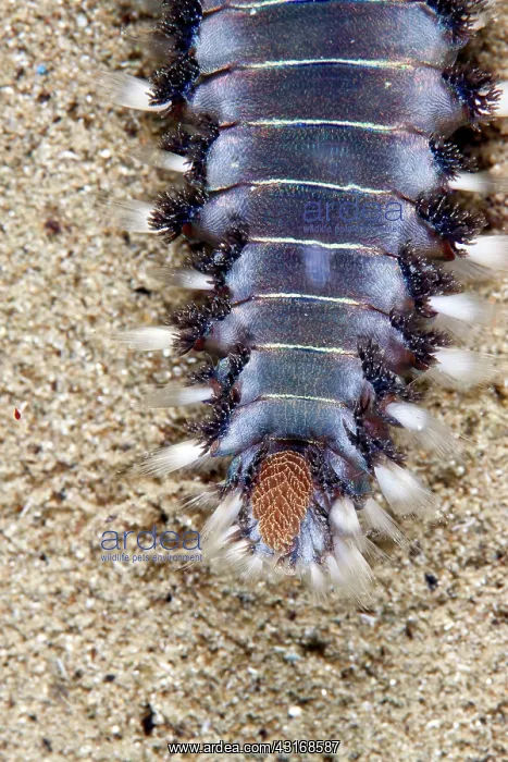 : Marine Fireworm : Marine Fireworm