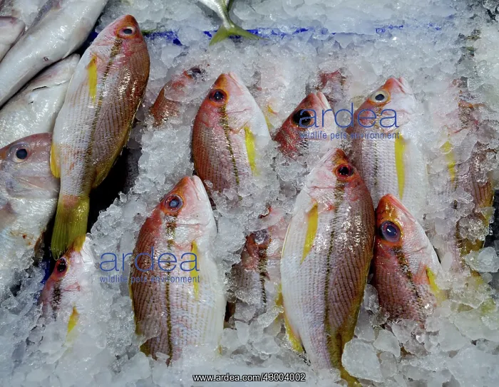  : Marine Fish