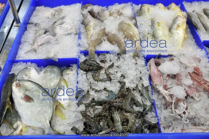 : Marine Fish : Marine Fish