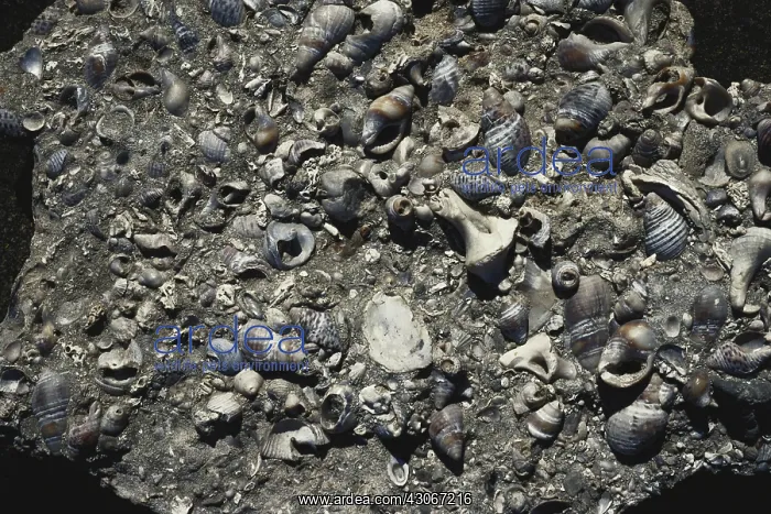 : Marine Fossils : Marine Fossils