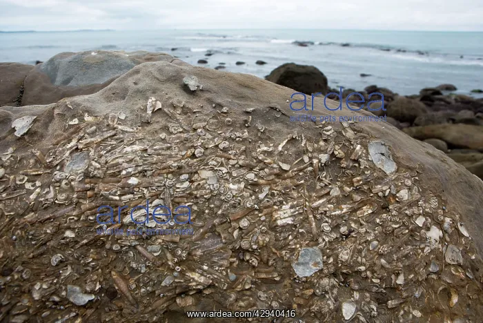 : Marine Fossils of Late Cretaceous age : Marine Fossils of Late Cretaceous age