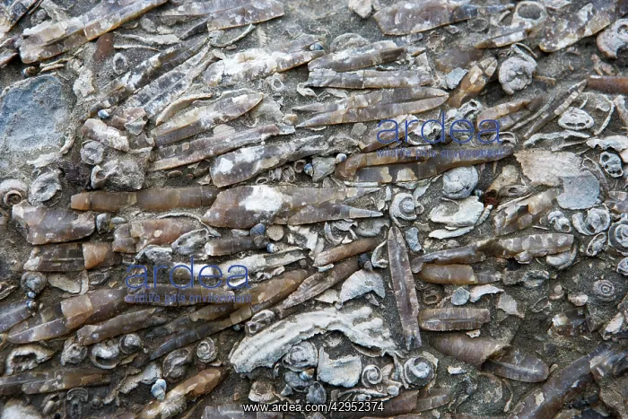 : Marine Fossils of Late Cretaceous age : Marine Fossils of Late Cretaceous age
