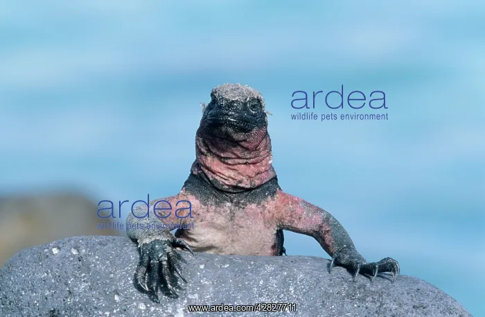 : Marine Iguana : Marine Iguana