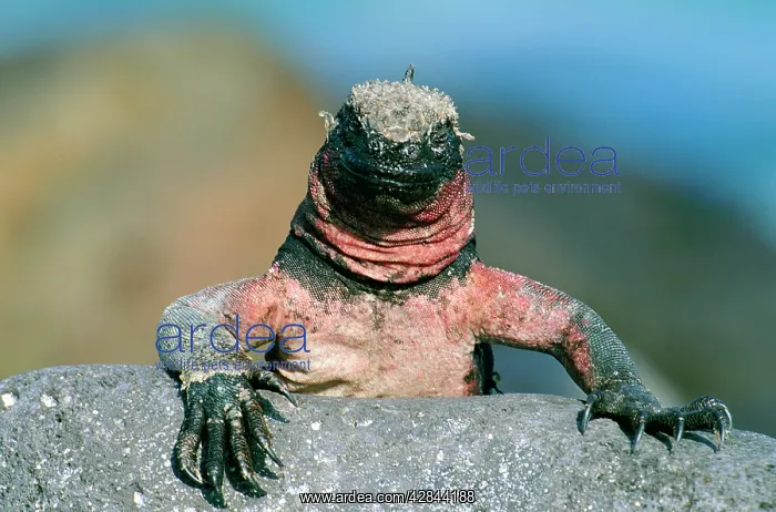 : Marine Iguana : Marine Iguana