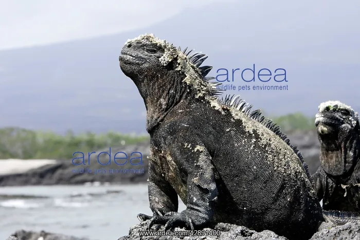 : Marine Iguana : Marine Iguana