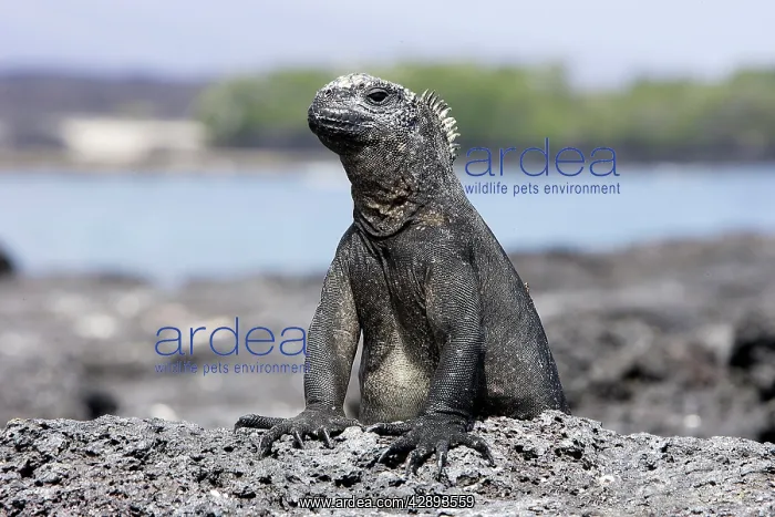 : Marine Iguana : Marine Iguana