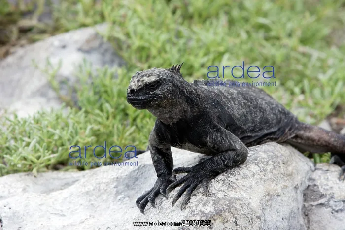 : Marine Iguana : Marine Iguana