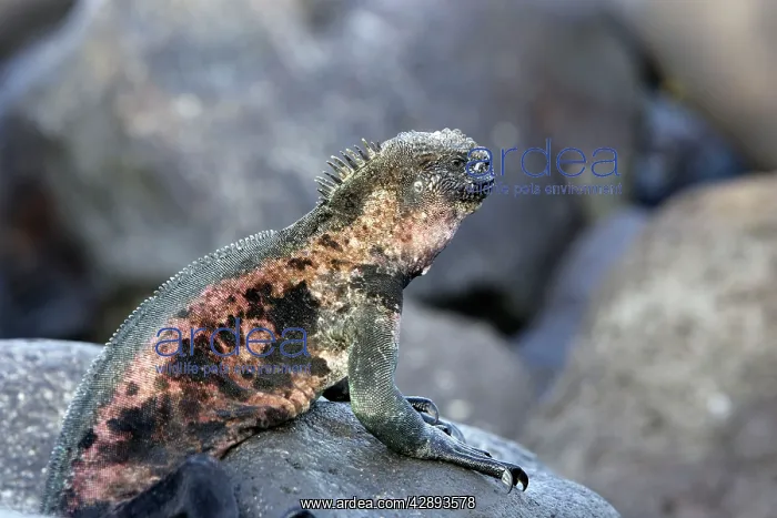  : Marine Iguana