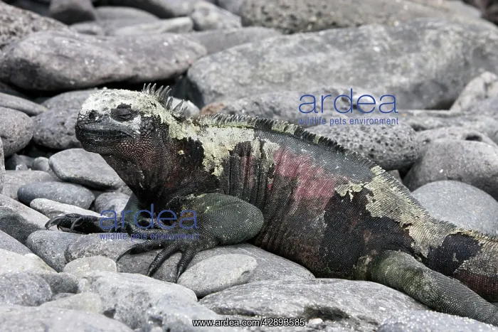 : Marine Iguana : Marine Iguana