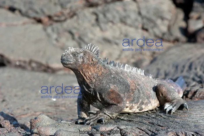 : Marine Iguana : Marine Iguana