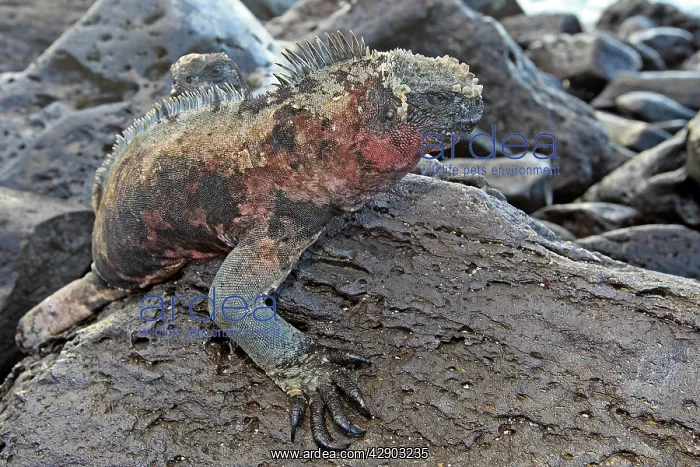 : Marine Iguana : Marine Iguana