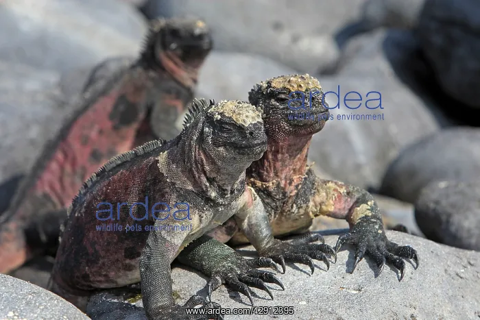 : Marine Iguana : Marine Iguana