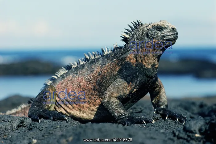 : Marine Iguana : Marine Iguana
