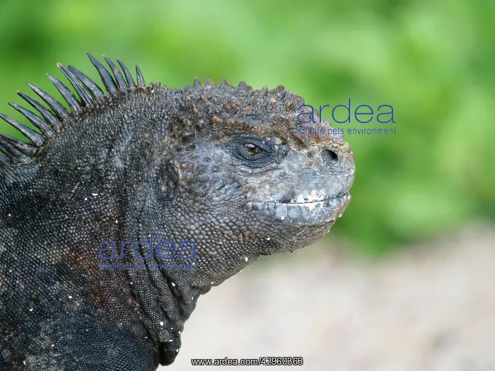: Marine Iguana : Marine Iguana