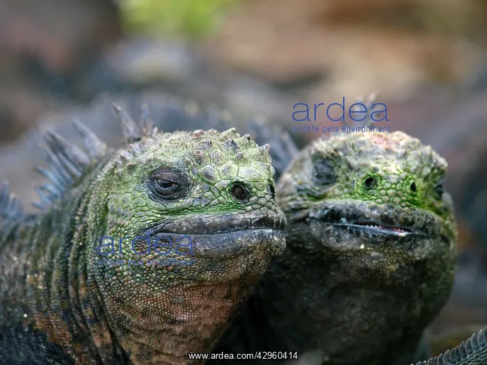 : Marine Iguana : Marine Iguana