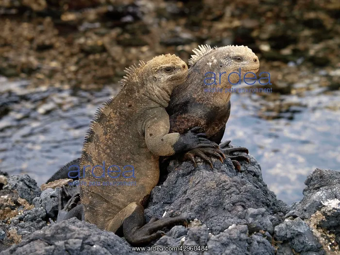 : Marine Iguana : Marine Iguana