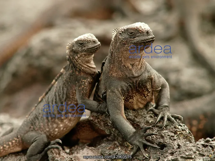  : Marine Iguana