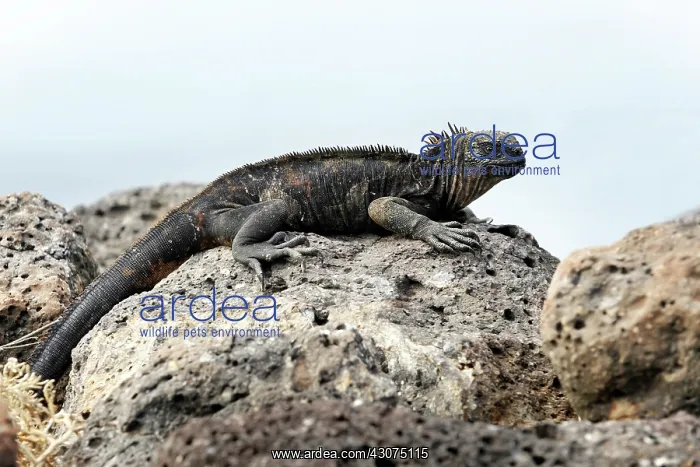 : Marine Iguana : Marine Iguana