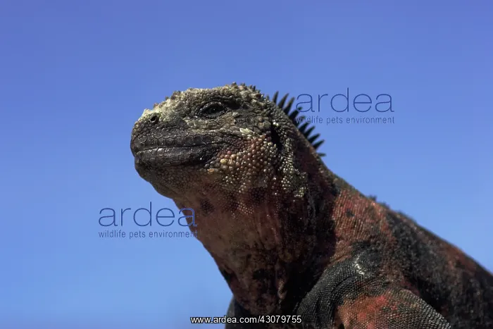 : Marine Iguana : Marine Iguana
