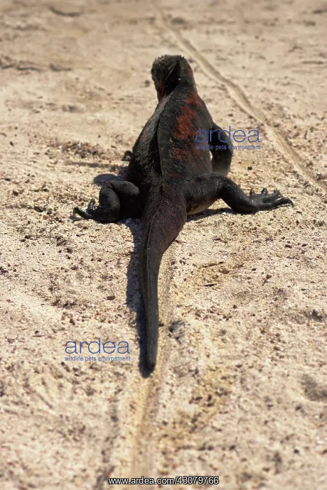 : Marine Iguana : Marine Iguana