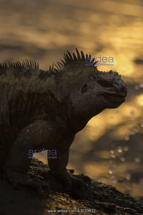 : Marine Iguana : Marine Iguana