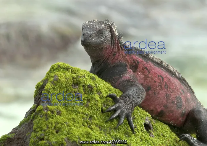 : Marine Iguana : Marine Iguana