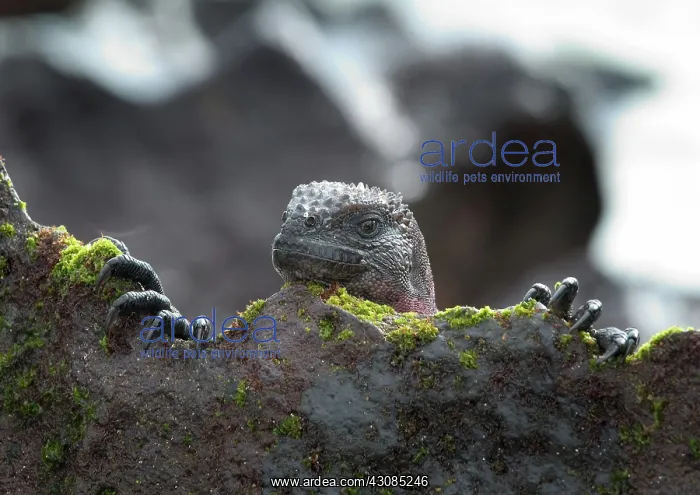 : Marine Iguana : Marine Iguana