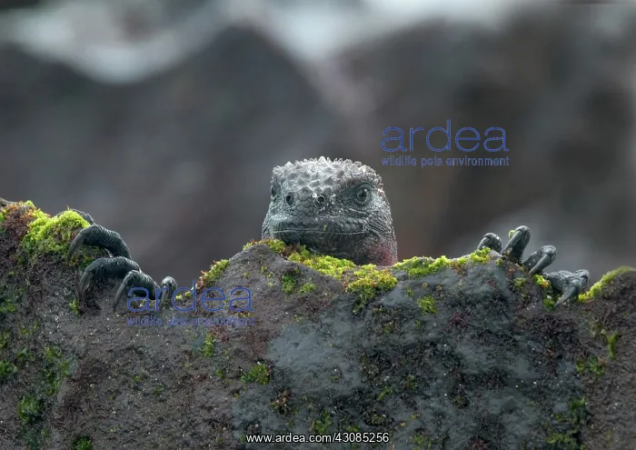  : Marine Iguana