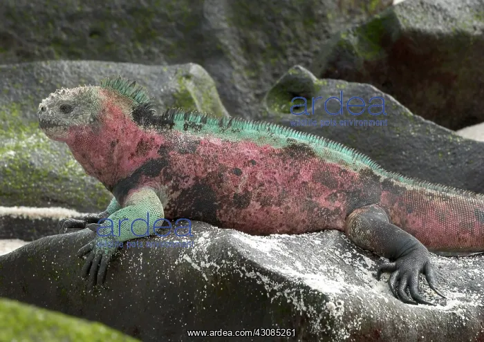 : Marine Iguana : Marine Iguana