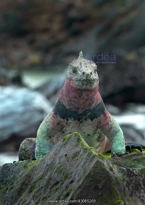 : Marine Iguana : Marine Iguana