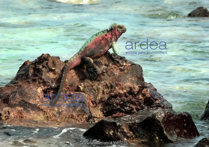 : Marine Iguana : Marine Iguana