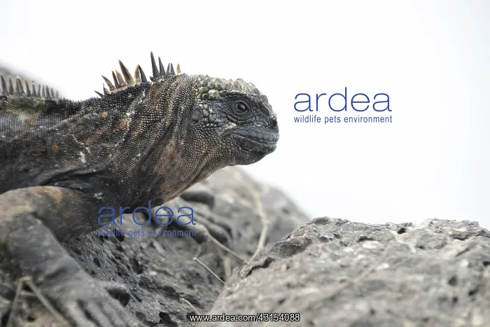 : Marine Iguana : Marine Iguana