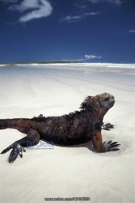 : Marine Iguana : Marine Iguana